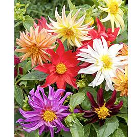 Dahlia Seeds - Dwarf Cactus Mix