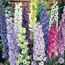 Delphinium Delight Mix - Seeds