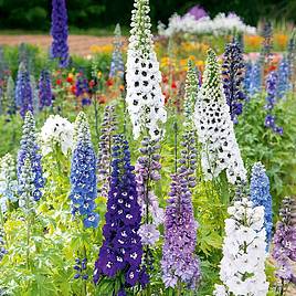 Delphinium Seeds - Magic Fountains Mix