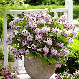 Deutzia Raspberry Sundae