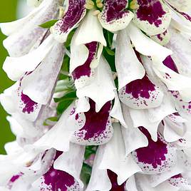 Digitalis Seeds - Pams Split