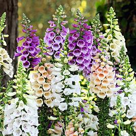Pollinator Mix Flowers - Seeds