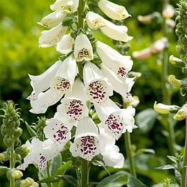 Foxglove Dalmatian White