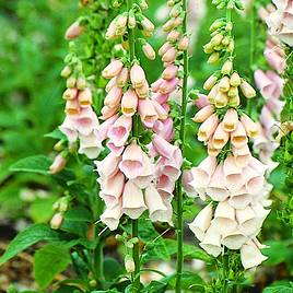 Digitalis Seeds - Suttons Apricot