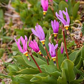 Dodecathon Shooting Star Mix - Seeds