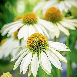 Echinacea Seeds - Sundress