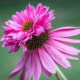 Echinacea Doubledecker - Seeds