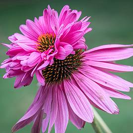 Echinacea Seeds - Doubledecker