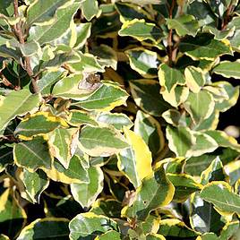 Elaeagnus x ebbingei Viveleg