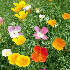 Poppy Californian Seeds - Vivid Mix