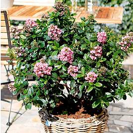Escallonia laevis Pink Elle