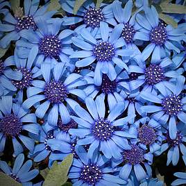 Felicia Pretty Blue - Seeds