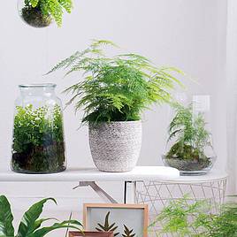 Asparagus Fern - Houseplant Seeds