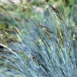 Prairie Blue Fescue - Seeds