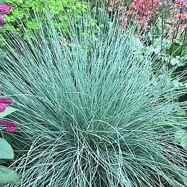 Festuca Intense Blue