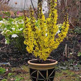 Forsythia x intermedia Nimbus