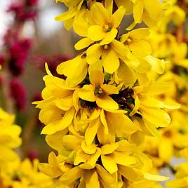 Forsythia x intermedia Mikador