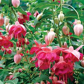 Fuchsia Garden News (Hardy)