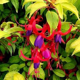 Fuchsia Genii (Hardy)