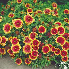 Gaillardia Goblin - Seeds
