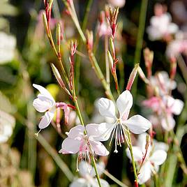 Gaura Seeds - The Bride