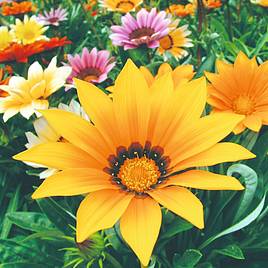 Gazania Super Hybrid Mix - Seeds