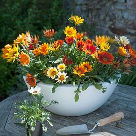Gazania Daybreak F1 Mix - Seeds