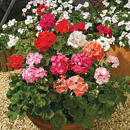 Geranium F2 Super Hybrid Mix - Seeds