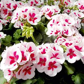 Geranium Flower Fairy White Splash