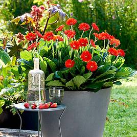 Gerbera Sweet Love