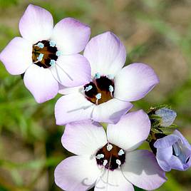 Gilia Seeds - Violet Fields