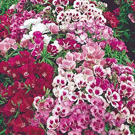 Godetia Little Frills Mix - Seeds