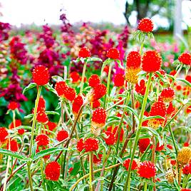 Gomphrena Seeds - haageana Orange