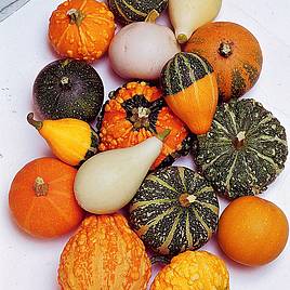 Gourd (Inedible) Ornamental - Seeds