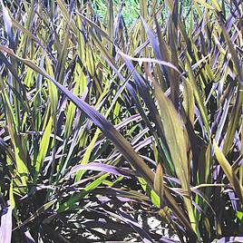 Prairie Ornamental Grass Black Madras - Seeds
