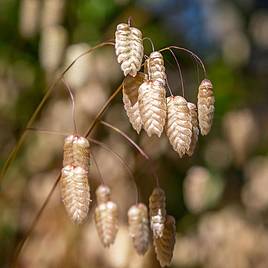 Prairie Greater Quaking Grass - Seeds