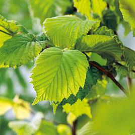 Hazel (Hedging)