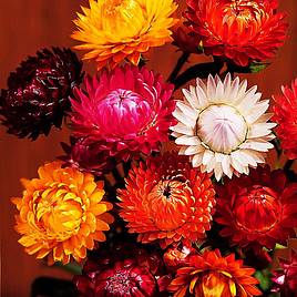 Strawflower Seeds - Forever Mix