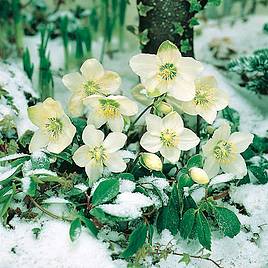 Hellebore Niger