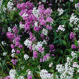 Hesperis Mix - Seeds