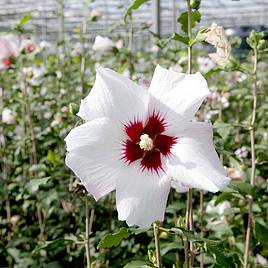 Hibiscus syriacus Shintaeyang