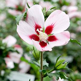 Hibiscus syriacus Hamabo