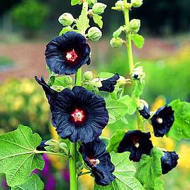 Hollyhock Seeds - Black Knight