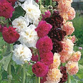 Hollyhock Seeds - Chaters Mix