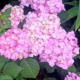 Hydrangea macrophylla Endless Summer - Bloomstar