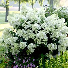 Hydrangea paniculata Bobo