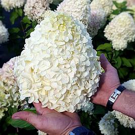 Hydrangea paniculata Hercules