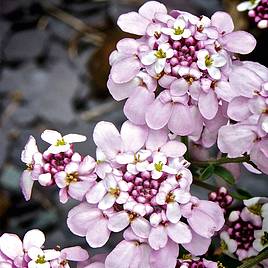 Candytuft Pink Ice