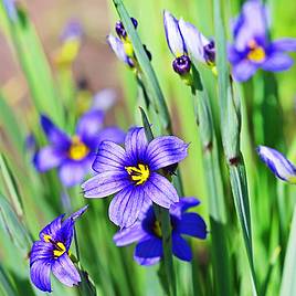 Idaho Blue-Eyed Grass Moody Blues - Seeds