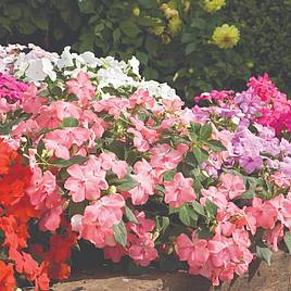 Impatiens Seeds - Super Hybrid Mix